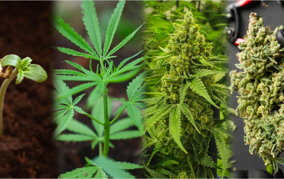 What is Autoflowering Cannabis? Pros and Cons